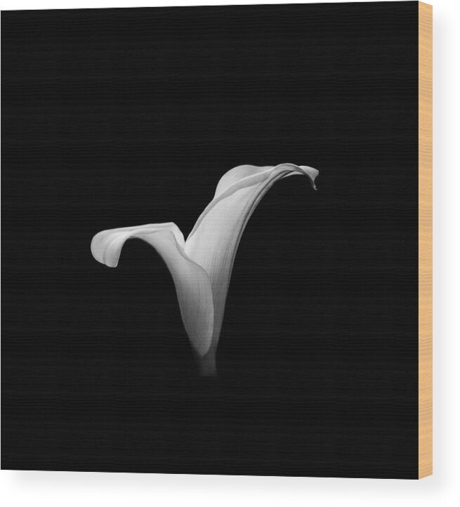 Clare Bambers Wood Print featuring the photograph Calla Lily 2 by Clare Bambers