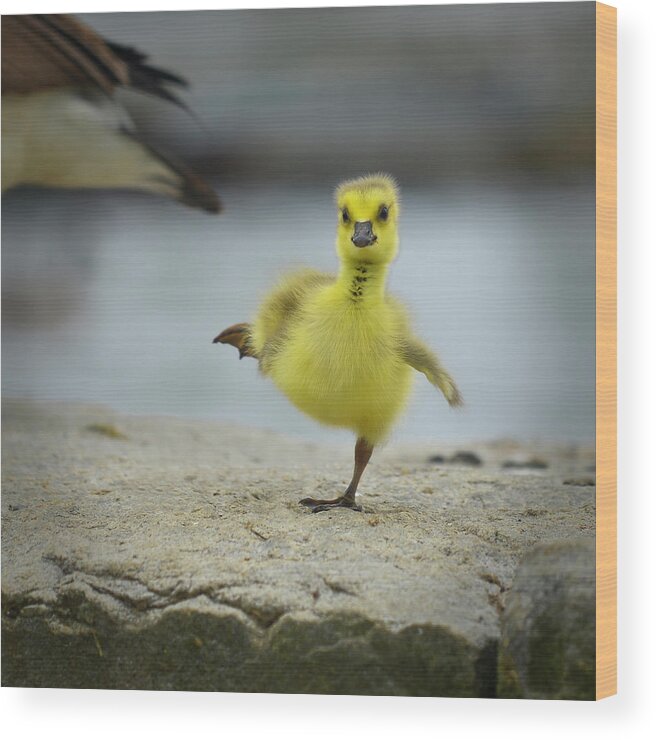 Cute Furry Gosling Wood Print featuring the photograph Camden Gosling by Jeff Cooper