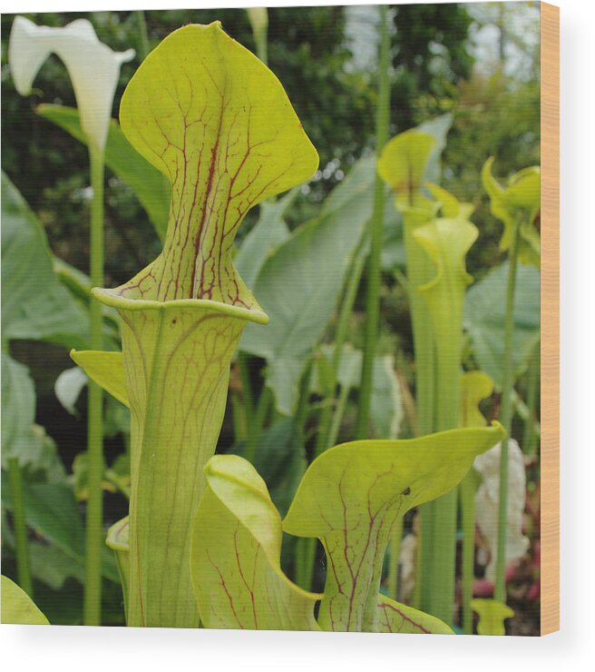 Carnivorous Wood Print featuring the photograph Carnivorous Green Pitcher Plant by Adrian Wale