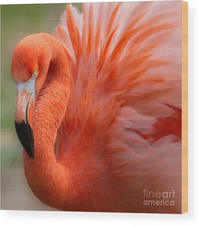 Caribbean Flamingo Wood Print featuring the photograph Caribbean Flamingo by Chris Scroggins