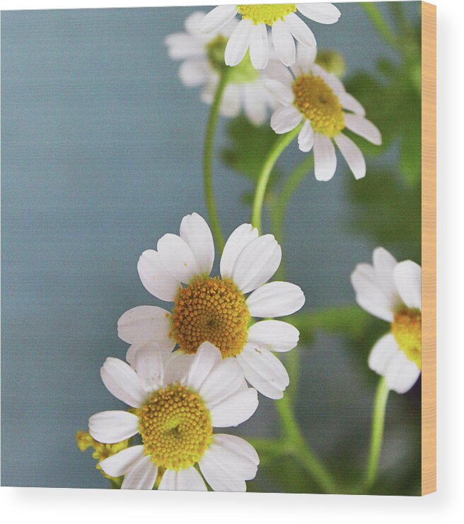 Chamomile Wood Print featuring the photograph Chamomile Dream 2- Art by Linda Woods by Linda Woods