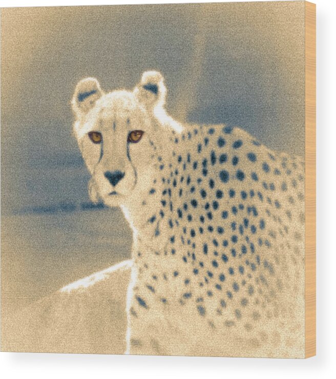5dmkiv Wood Print featuring the photograph Cheetah by Mark Mille