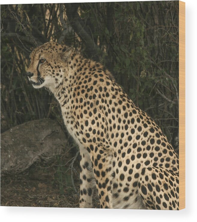 Karen Zuk Rosenblatt Art And Photography Wood Print featuring the photograph Cheetah Watching by Karen Zuk Rosenblatt