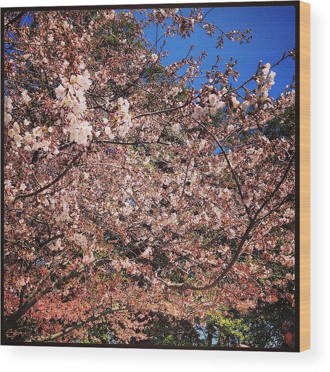 Cherry Blossoms Wood Print featuring the photograph Cherry Blossoms DC by Will Felix