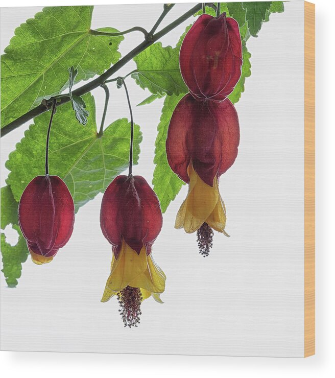 Shrub Wood Print featuring the photograph Chinese lantern 4 by Shirley Mitchell
