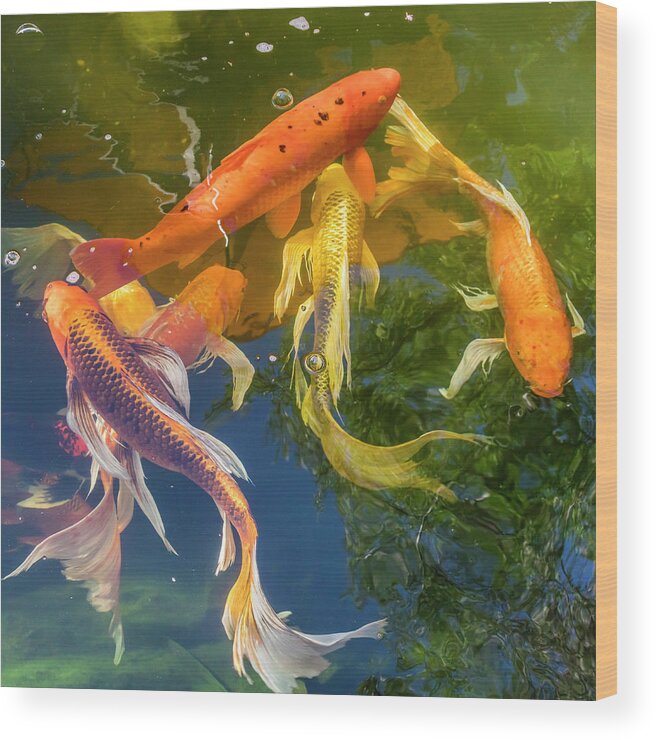 Markmilleart.com Wood Print featuring the photograph Circle of Koi by Mark Mille