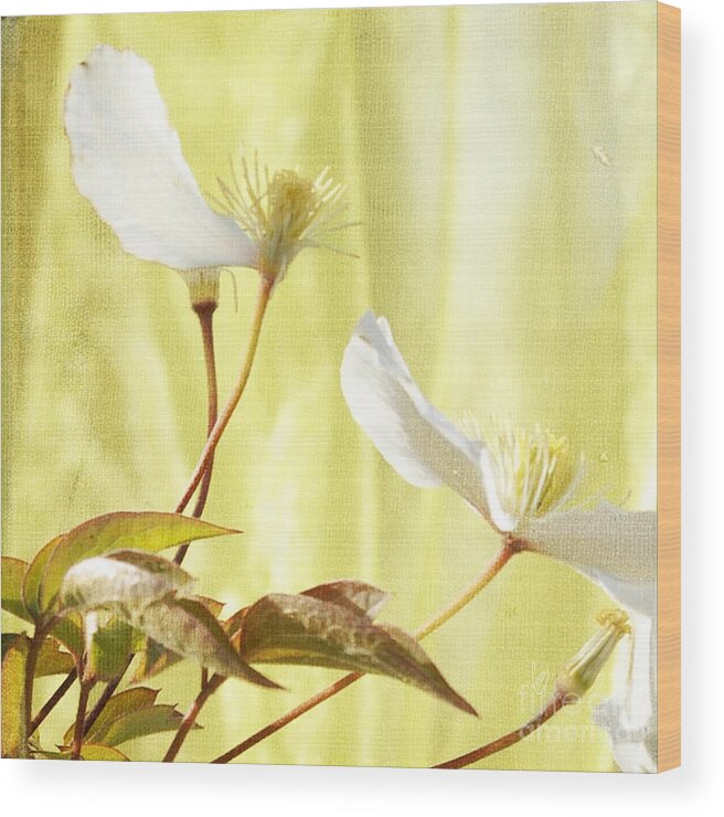 Clematis Wood Print featuring the photograph Clematis and sunshine by Cindy Garber Iverson