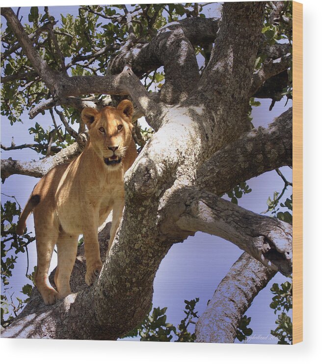Lioness Wood Print featuring the photograph Close encounters by Joseph G Holland