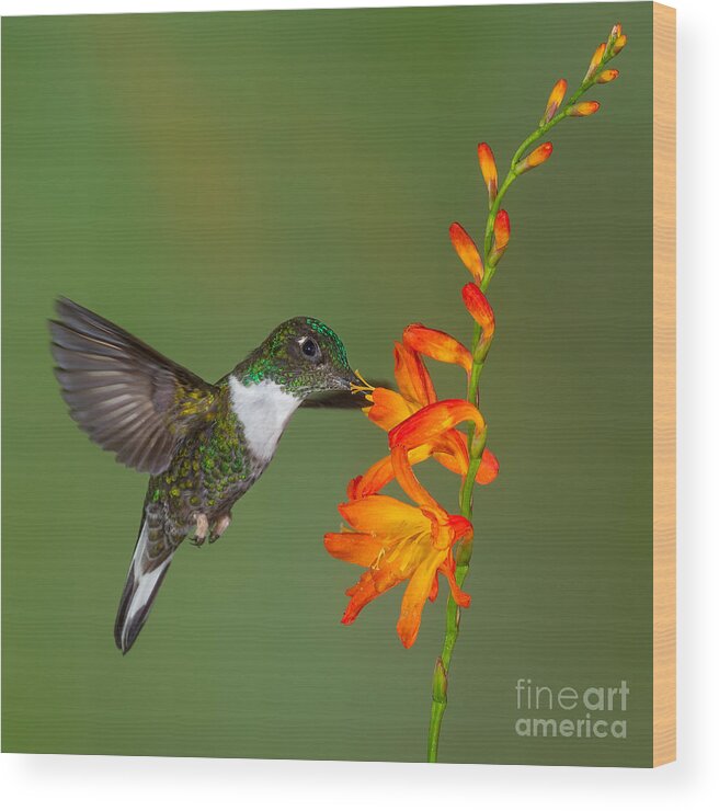 Hummingbird Wood Print featuring the photograph Collarded Inca Hummingbird by Jerry Fornarotto