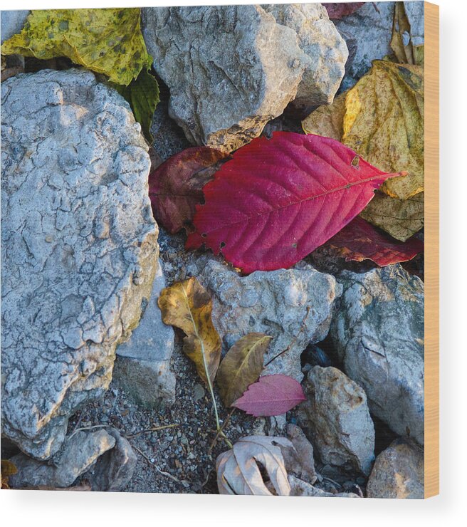 Fall Wood Print featuring the photograph Color Underfoot by Jeff Phillippi