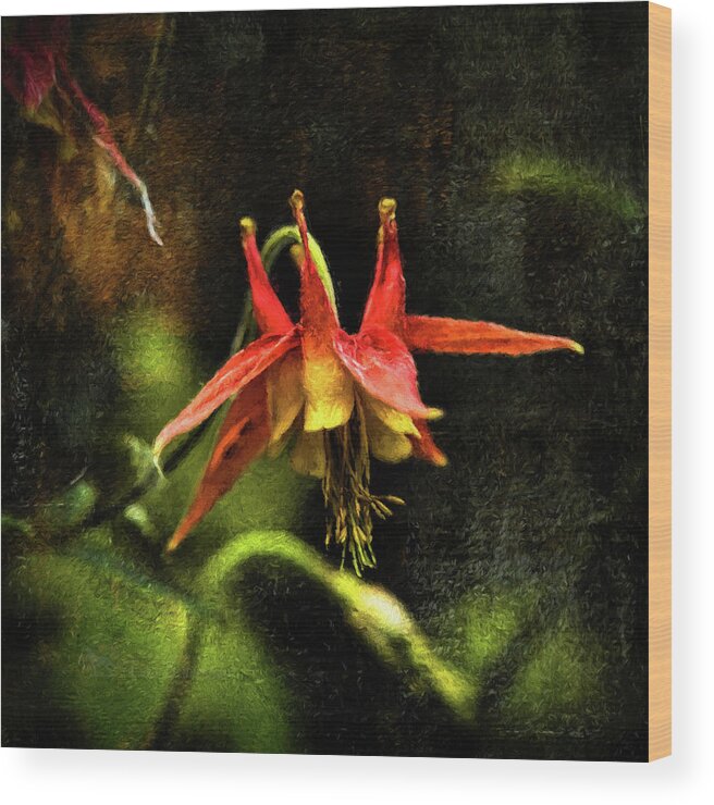 Wildflower Wood Print featuring the photograph Columbine 2016 digital painting by Fred Denner