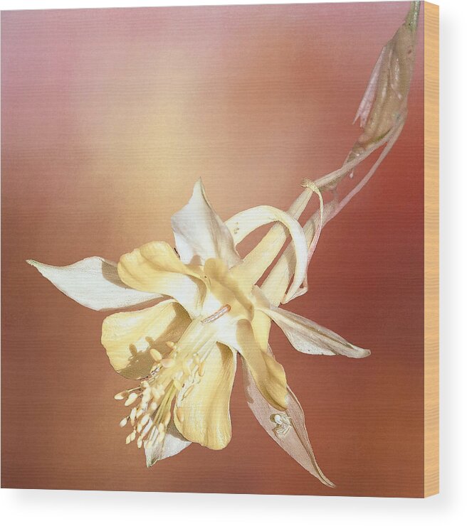 Columbine Wood Print featuring the photograph Columbine in Red by Peggy Blackwell