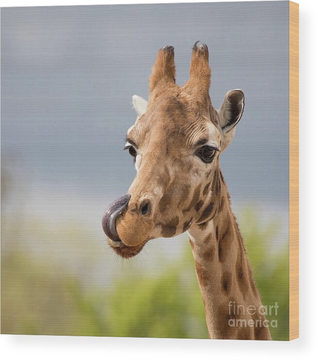 Giraffe Wood Print featuring the photograph Comical giraffe with his tongue out. by Jane Rix