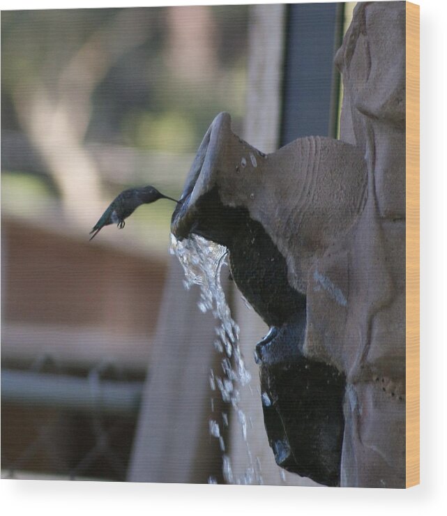 Hummingbird Wood Print featuring the photograph Coming in for Water by Liz Vernand