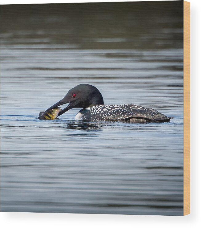 Square Wood Print featuring the photograph Common Loon Square by Bill Wakeley