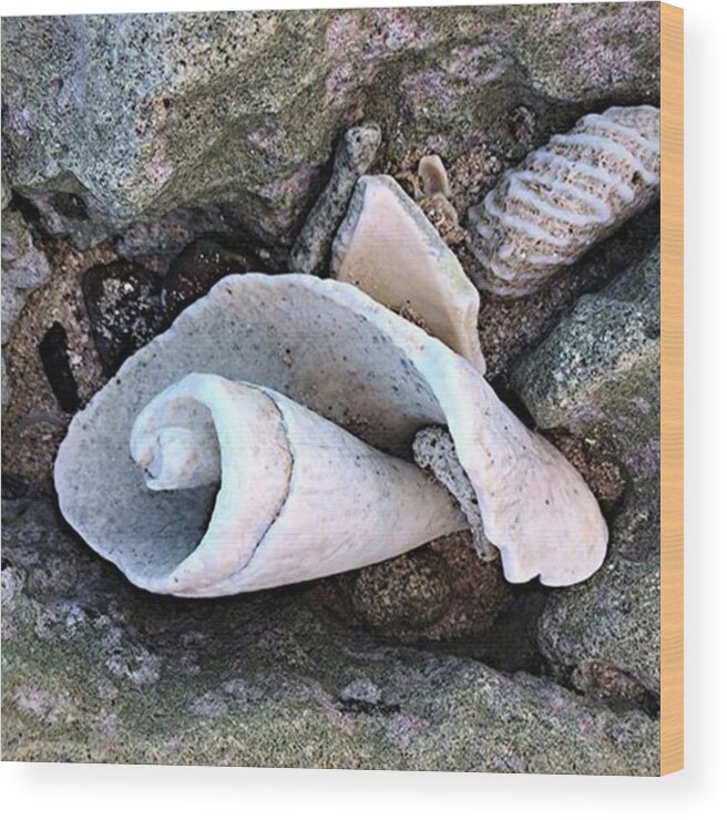Jj_forum_2780 Wood Print featuring the photograph Conch Shell On The Beach On Amiga by Jori Reijonen