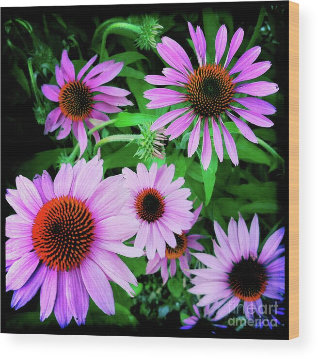 Flower Wood Print featuring the photograph Cone Flower Joy by Kevyn Bashore