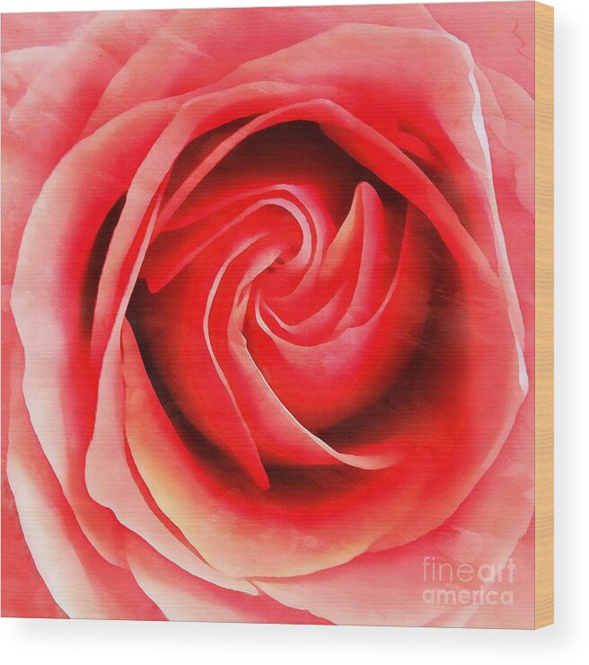 Rose Wood Print featuring the photograph Coral Rose - My Pleasure - Rose by Janine Riley