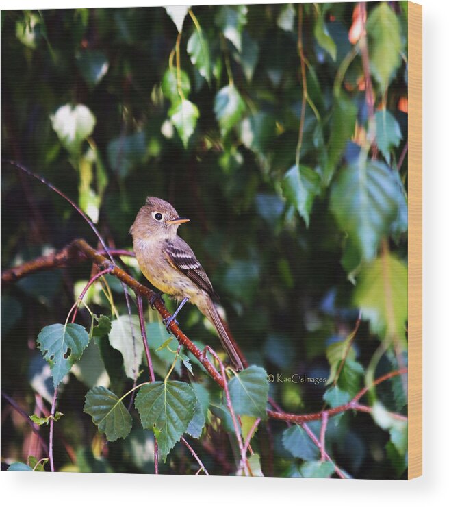 Bird Wood Print featuring the photograph Cordilleran Flycatcher by Kae Cheatham