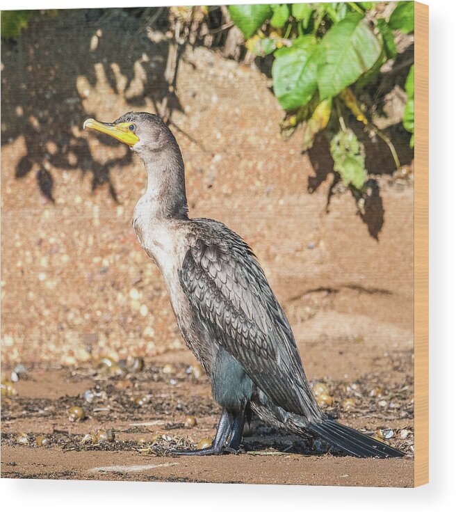 Cormorant Wood Print featuring the photograph Cormorant on Shore by Paul Freidlund