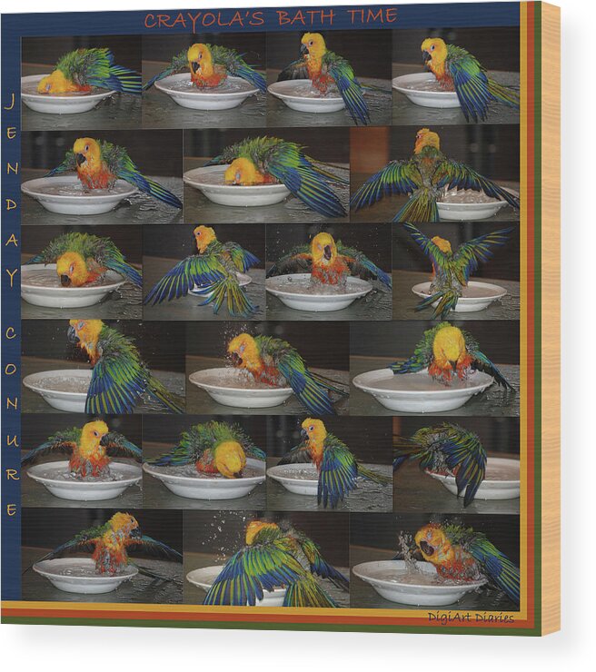 Jenday Conure Wood Print featuring the photograph Crayolas Bath Time by DigiArt Diaries by Vicky B Fuller