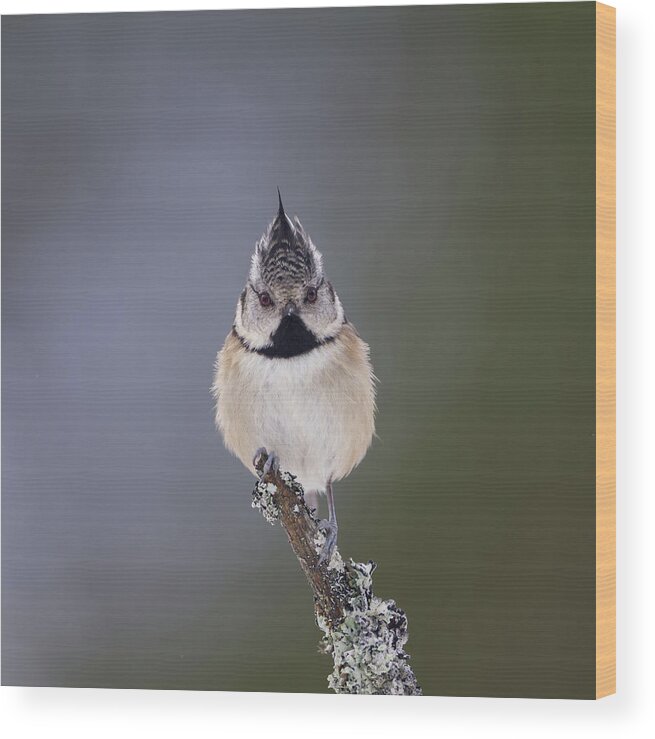 Crested Wood Print featuring the photograph Crested Tit by Pete Walkden