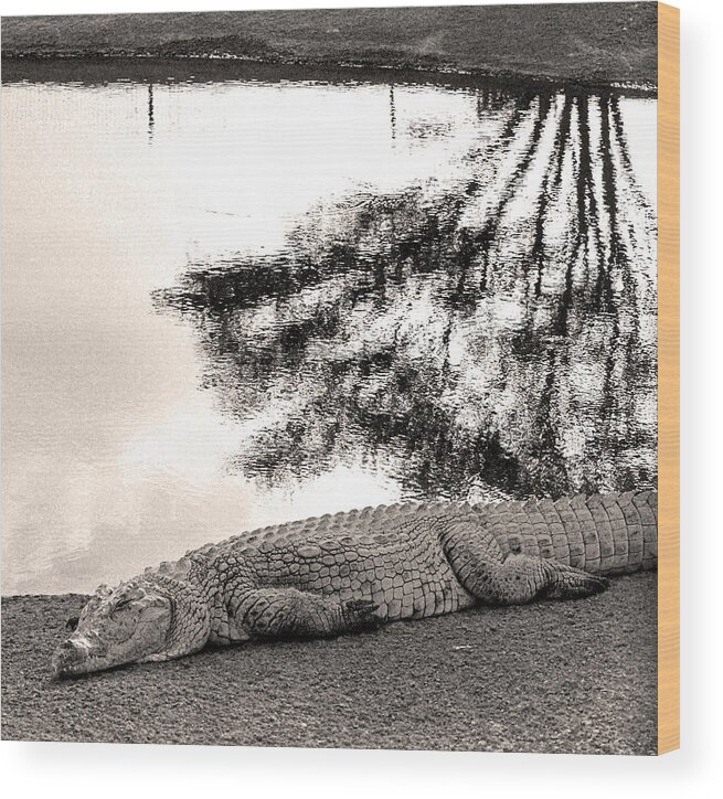 Crocodile Wood Print featuring the photograph Crocodile resting time by Arik Baltinester