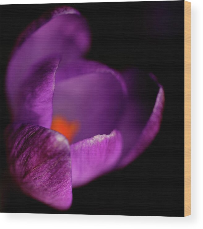 Crocus Bokeh Purple Orange On-dark On-black Wood Print featuring the photograph Crocus by Ian Sanders