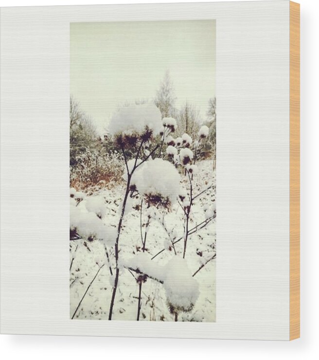 Plants Wood Print featuring the photograph Crowns Of Snow

#winter #snow #floral by Mandy Tabatt