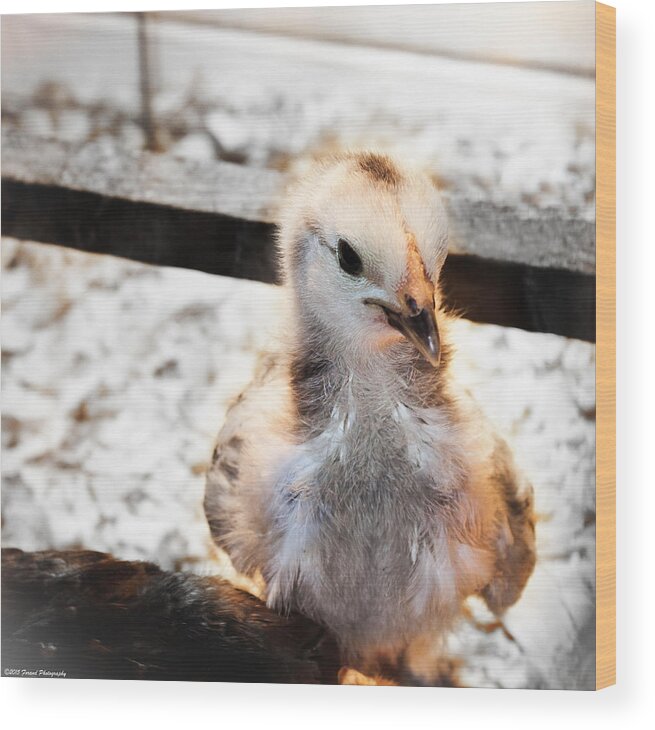 Nature Backgrounds Wood Print featuring the photograph Cute Baby Chick by Debra Forand