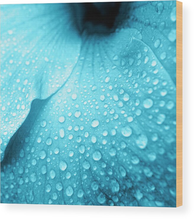 Hibiscus Flower Wood Print featuring the photograph Aqua droplets by Sean Davey