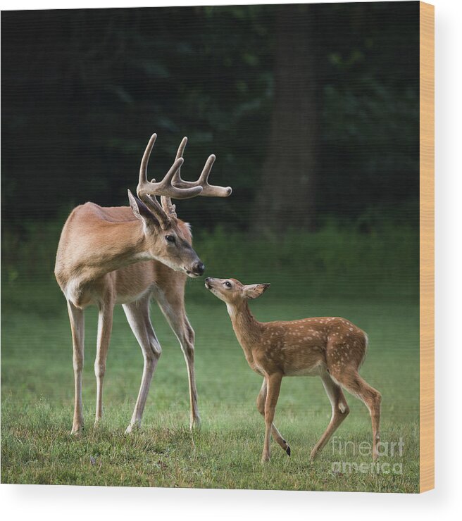 Deer Wood Print featuring the photograph Daddy's Girl by Andrea Silies