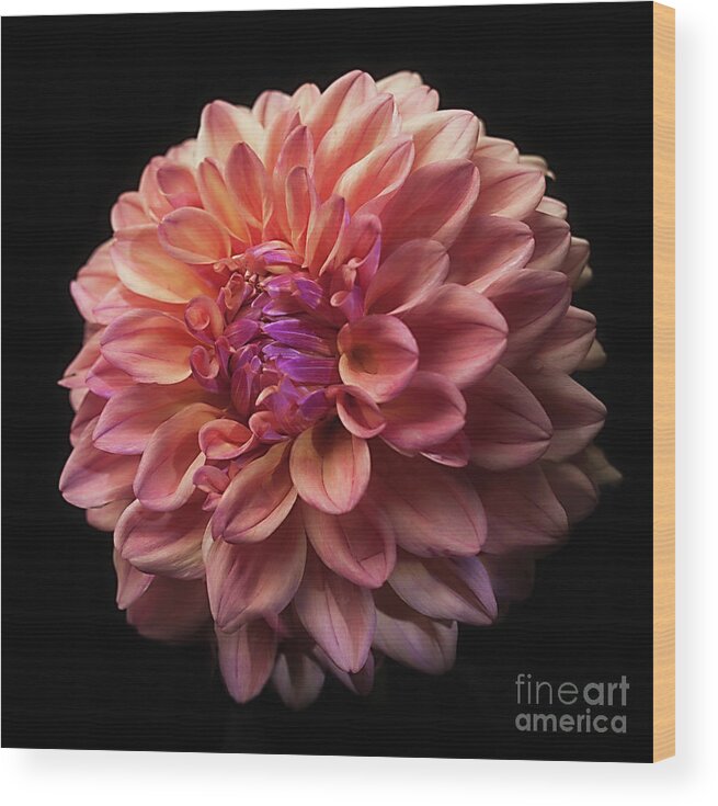 Flower Wood Print featuring the photograph Dahlia 'Ferncliff Copper' by Ann Jacobson