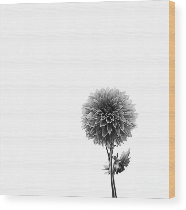 Dahlia Wood Print featuring the photograph Dahlia In Black And White 2 by Mark Alder