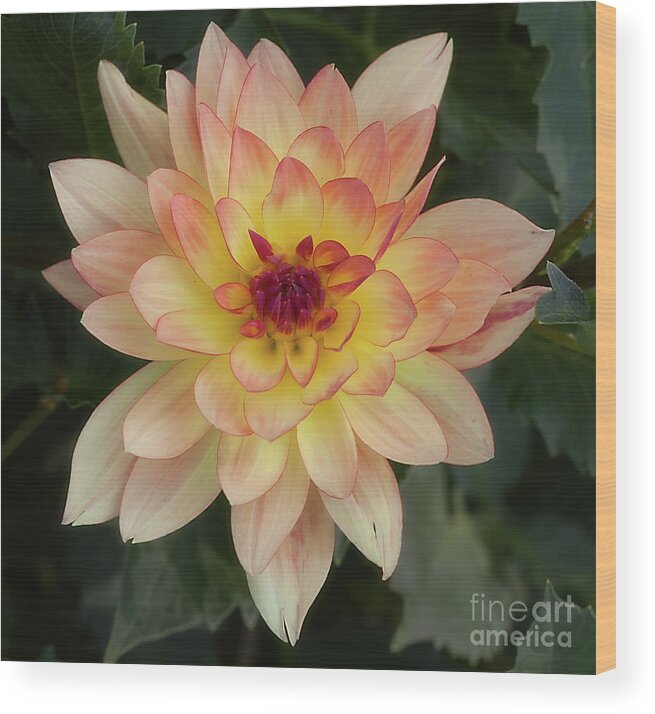 Flower Wood Print featuring the photograph Dahlia 'Keith H.' by Ann Jacobson