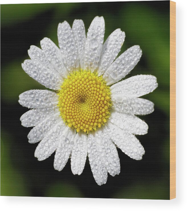 Kansas Wood Print featuring the photograph Daisy and Dew by Rob Graham