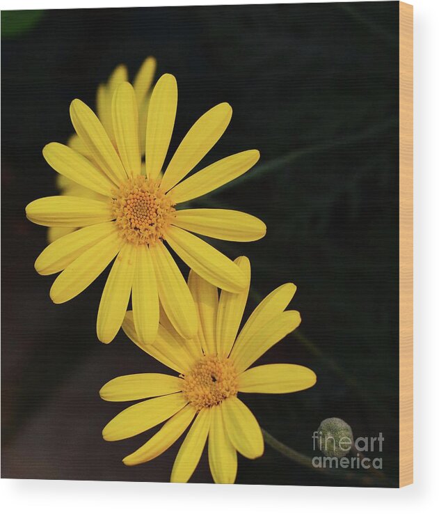 Daisy Wood Print featuring the photograph Daisy Daisy and a Bud by Cindy Manero