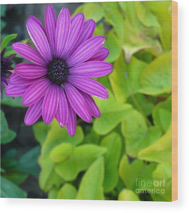 Flower Wood Print featuring the photograph Daisy Pop by Linda Bianic