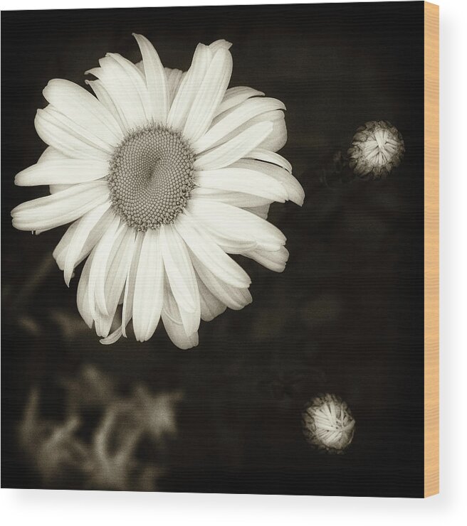 Flower Wood Print featuring the photograph Daisy by Richard George