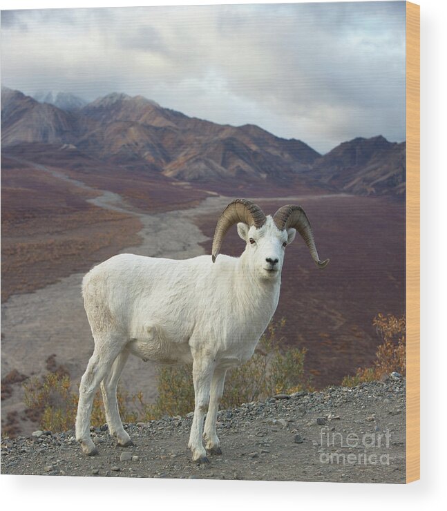 00440953 Wood Print featuring the photograph Dalls Sheep in Denali by Yva Momatiuk John Eastcott