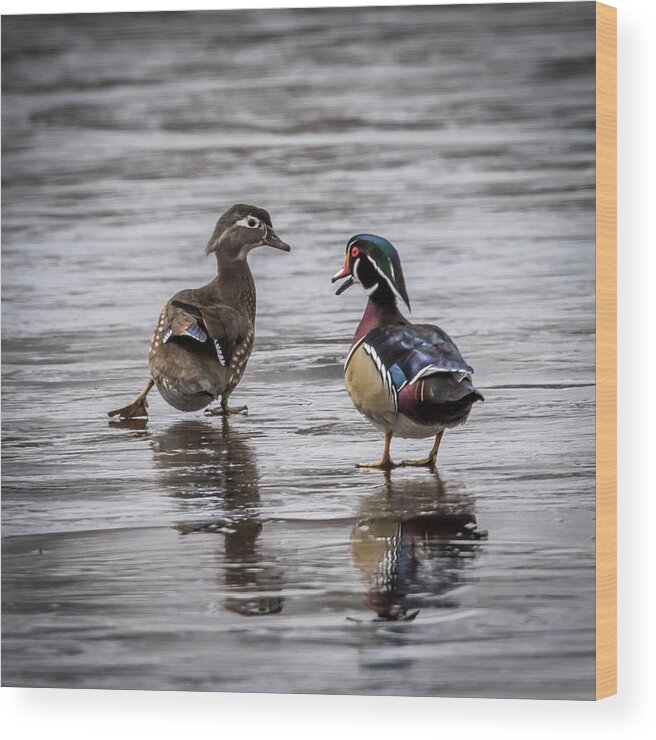 Duck Wood Print featuring the photograph Dancing Wood Ducks by Paul Freidlund