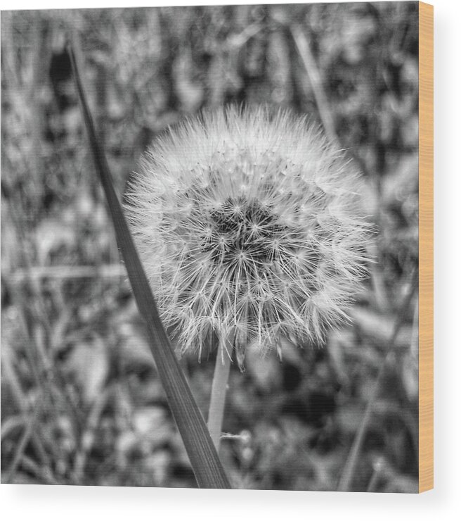 Weed Wood Print featuring the photograph Dandelion by Al Harden
