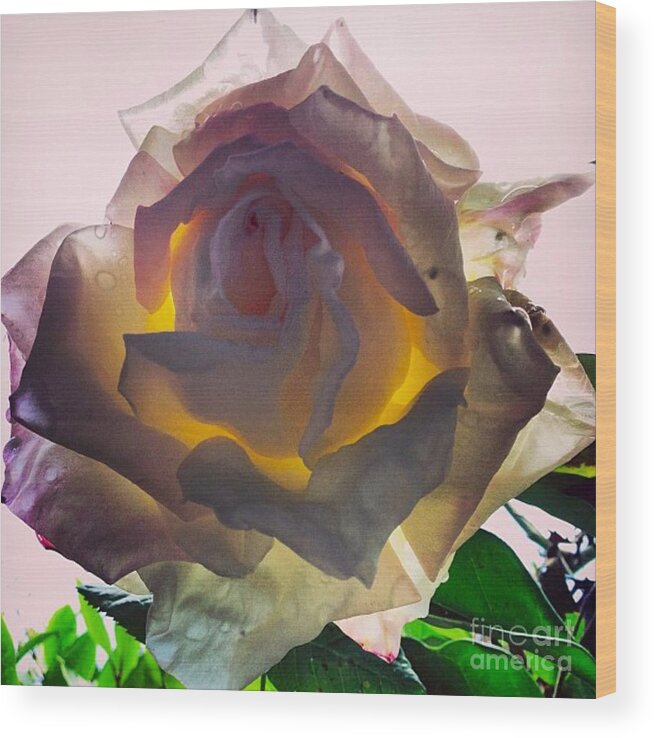 Rose Wood Print featuring the photograph Daybreak by Denise Railey