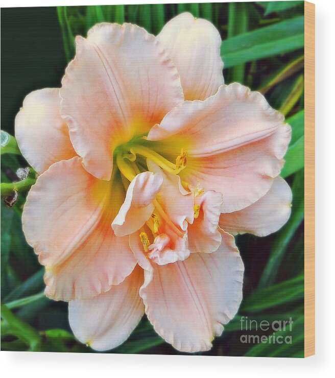 Lily Wood Print featuring the photograph Daylily Dream by Sue Melvin