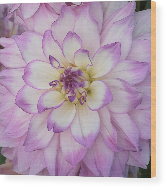 Botanical Wood Print featuring the photograph Dazzling Dahlia Oil by Catherine Avilez