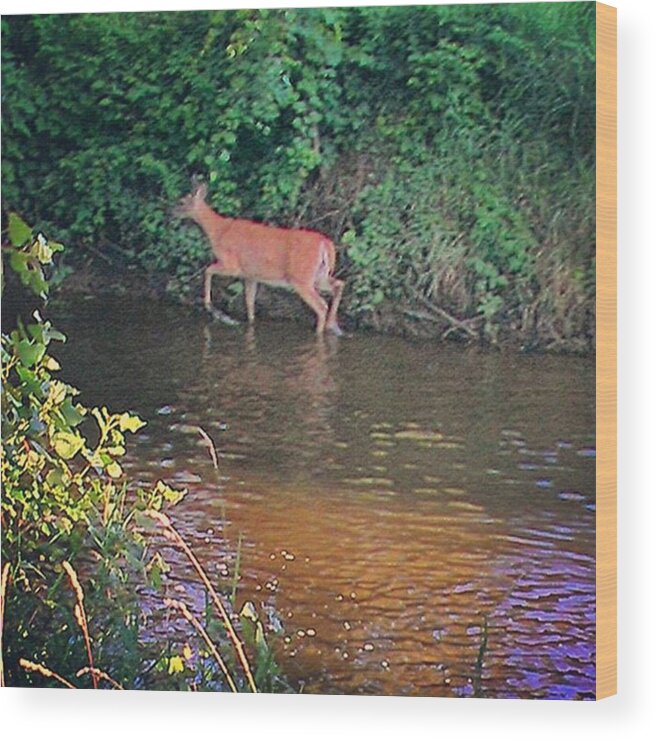  Wood Print featuring the photograph Deer Cooling Off In The Creek by Robert Carey