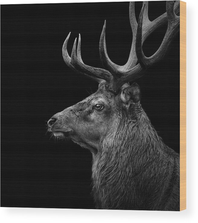 Deer Wood Print featuring the photograph Deer In Black And White by Lukas Holas