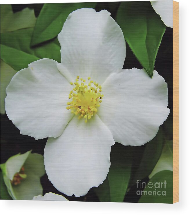 Dogwood Wood Print featuring the photograph Delicate Dogwood by D Hackett