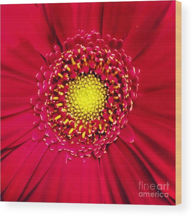 Flower Wood Print featuring the photograph Depth by Denise Railey