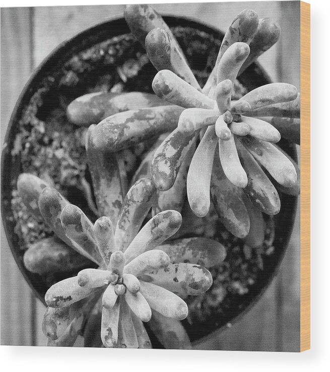  Wood Print featuring the photograph Desert Cactus and Succulents 074 by Rich Franco